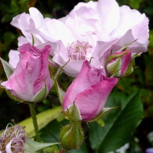 Rosa Odyssey™ - roz - Trandafir copac cu trunchi înalt - cu flori simpli - coroană tufiș